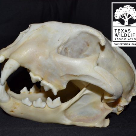 ASI: Animal Skull Investigations Distance Learning