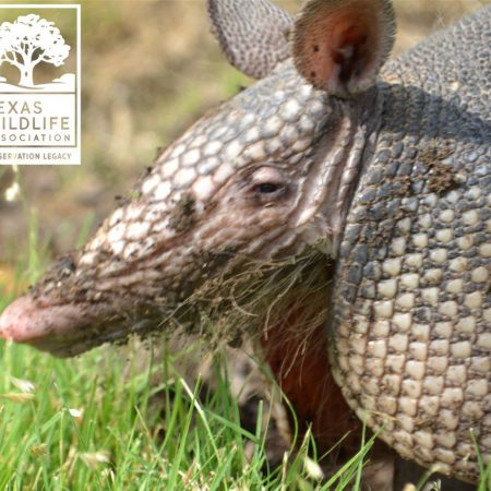 Adaptable Armadillos Distance Learning