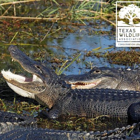 All About Alligators Distance Learning