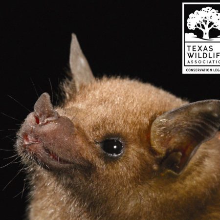 Bats-A-Billion Distance Learning