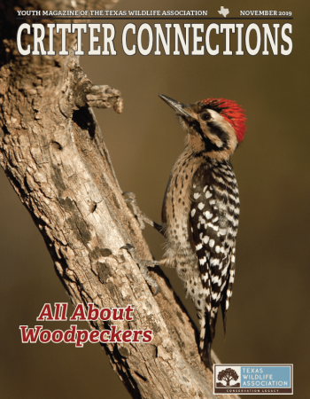 CC_11.19_Woodpecker_cover