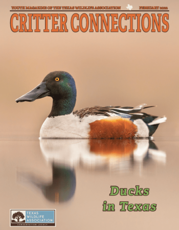 Ducks_in_Texas_Cover