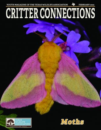 FEB_2021_Cover_-_Moths