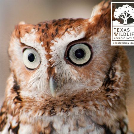 Owl Adaptations Distance Learning