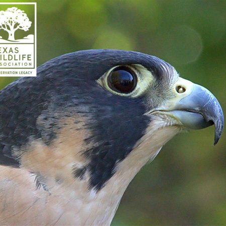 Peregrine Falcons Distance Learning