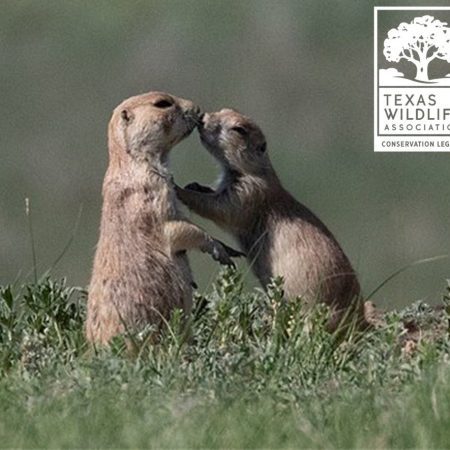 Prairie Dogs (Grasslands) Distance Learning