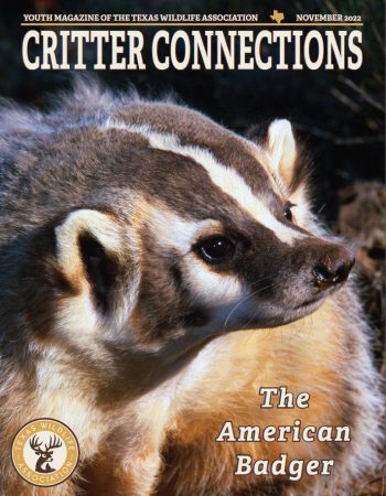 The American Badger - cover