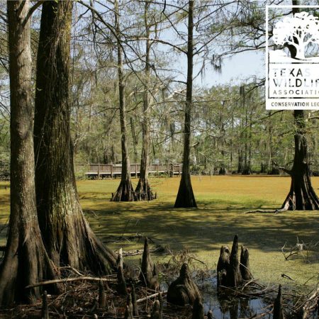 Wetland Ecosystems Distance Learning